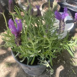 Spanish Lavender  Plant