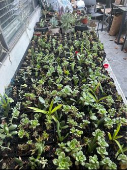 Plants 2’