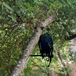 Outdoor Metal Eagle 