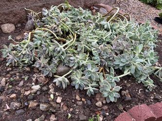 a heap of Beautiful plant 