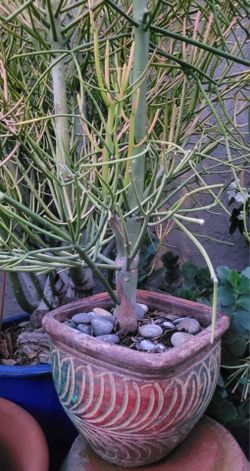6'H Firestick Cactus Plant Tree In a Nice Square Ceramic Pot