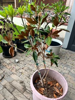 Magnolia tree