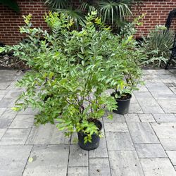 Crape Myrtle Natchez