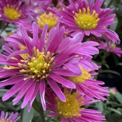 Aster novi-belgii – Perennial Blooms!”