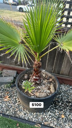 Palm Tree