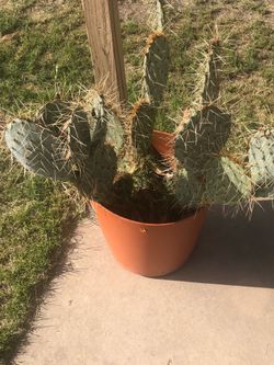 Free Cactus plant