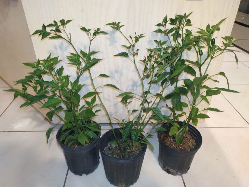 Chile Piquin Plants