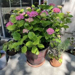 Pink Hydrangea in Pot