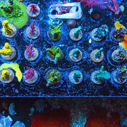 Aquarium Decor - SPS