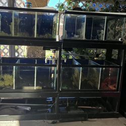 Multiple fish tanks with racks