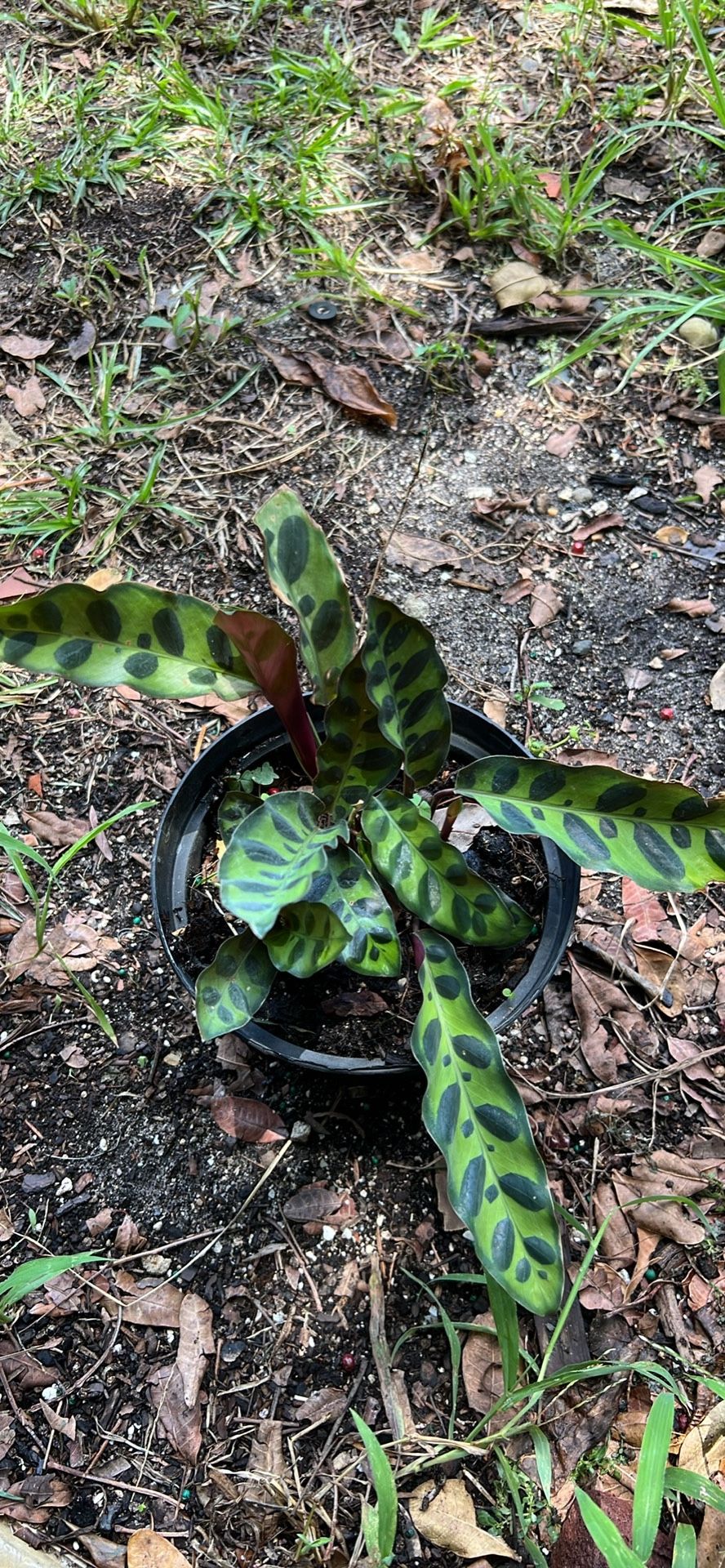 Calathea 6” Available