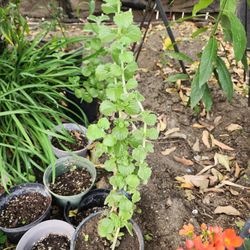 Oregano