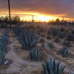Blue American Agave