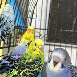 Jaulas Para Pájaros