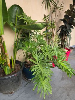 Plantas