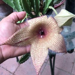 Estrella De Mar Cactus