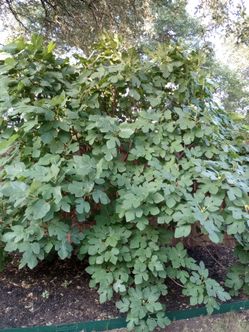 Fig bush...