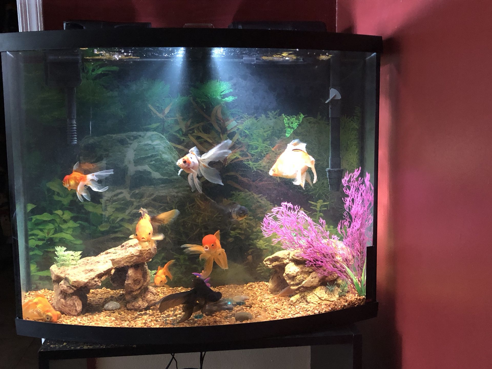 New Fish Tank With 9 Goldfish