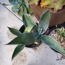 Agave Plant Succulent
