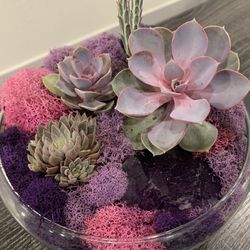 Amethyst Terrarium Succulent Cactus Pink Purple Crystals Natural Plants Pot