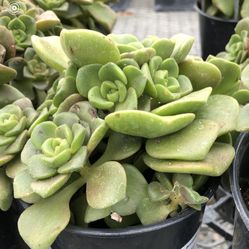 Irish Bouquet Aeonium Linleyi Succulent Live Plant In 6” Pot