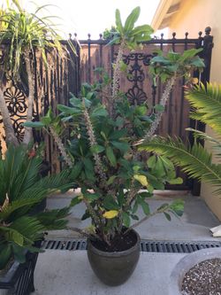 Corona de Cristo (Crown of Thorns)