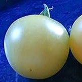 Rare Organic Snow White Cherry Tomato Plants! 2026 SEASON EARLY RELEASE!