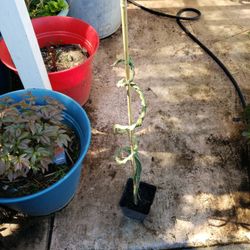 Red spiral dragon fruit Plant