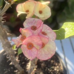 Crown Of Thorns Plant 