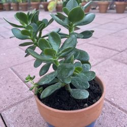 Homegrown Beautiful Green Jade Succulent Plant In Ceramic Pot