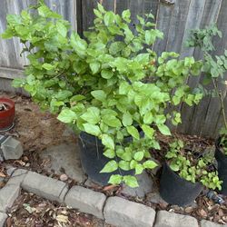Jasmine Flowers Plant With Big Pot