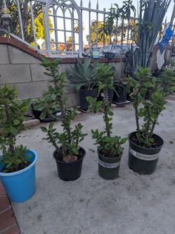 coronas de espinas