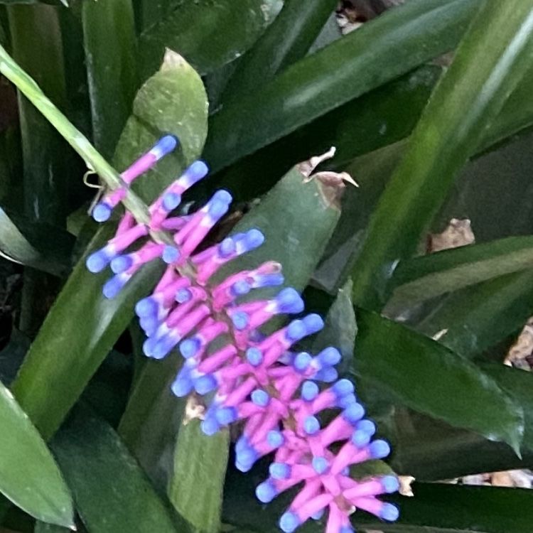Matchstick Bromeliad New Crop This Spring