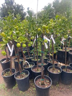 5 Gallon Size- Fruiting Age- Lemon Trees - Lime Trees- Orange Trees- Tangerine Trees