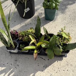 20$ All Plants 