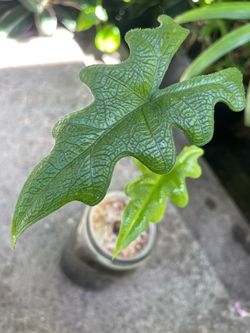 Exotic indoor plant, Alocasia Jacklyn; zip 95820