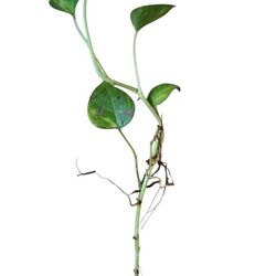 Golden Pothos - Epipremnum aureum