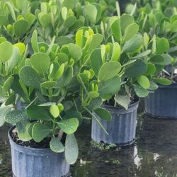 Beautiful Clusias Plants For Privacy!!! Fertilized!!! Best Quality 