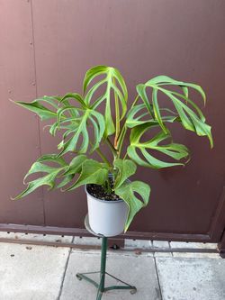 Big monstera burle Marx in 9” pot