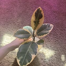 Variegated Rubber Tineke Ficus Tree