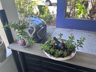 Plants
