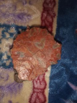 Petrified wood