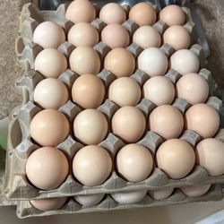 Eggs Organic 