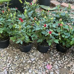 Button Rose / Mini Rose Plants 