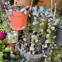 Plantas De Corazón Y Otras Plantas