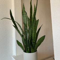 Big Snake Plant With Classic Grey Pot 