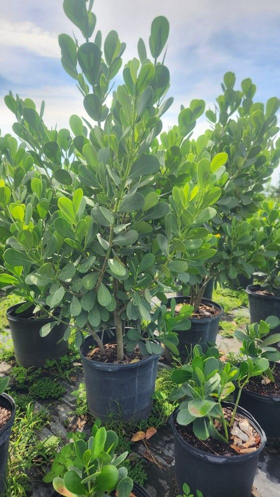 Beautiful Clusias Plants For Inmediate Privacy!!! 5-6 Feet Tall Measurements Over The Pot!! Fertilized