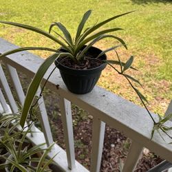 Live Spider Plants $10-$20