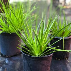 Bulbine Frutescens "Cape Balsam" - Native Succulent Orange Yellow Flowers 🏵🌿