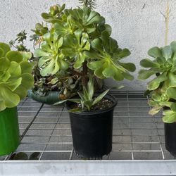 Three Aeonium Succulent Plants In A One Gallon Pot 
